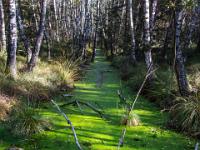 Grünleuchtender Kanal im Moor